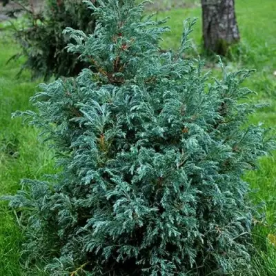 Кипарисовик БЕБИ БЛЮ горохоплодный в Волковыске