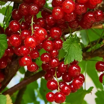 Смородина красная НАТАЛИ в Волковыске