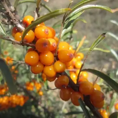 Облепиха СУДАРУШКА в Волковыске