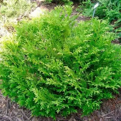 Туевик НАНА долотовидный  в Волковыске