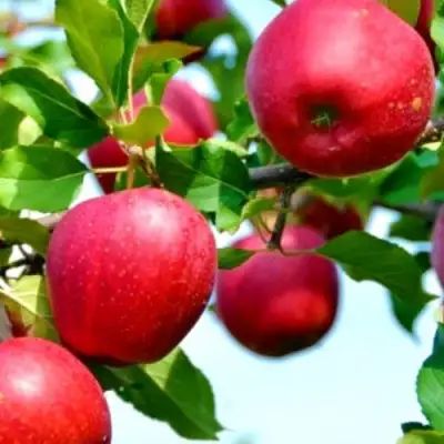 Яблоня МОДИ в Волковыске