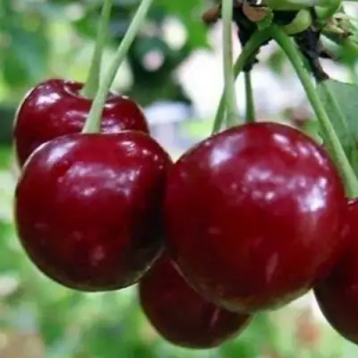 Вишня ГРИОТ БЕЛОРУССКИЙ в Волковыске