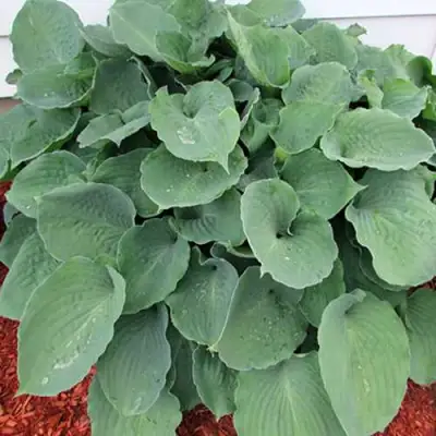 Хоста МУНЛАЙТ СОНАТА гибридная в Волковыске