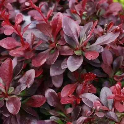 Барбарис АТРОПУРПУРЕА НАНА тунберга в Волковыске