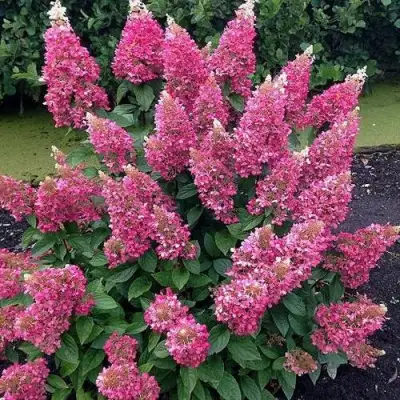 Гортензия МЕГА МИНДИ метельчатая в Волковыске