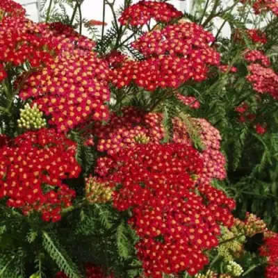 Тысячелистник ПАПРИКА обыкновенный в Волковыске