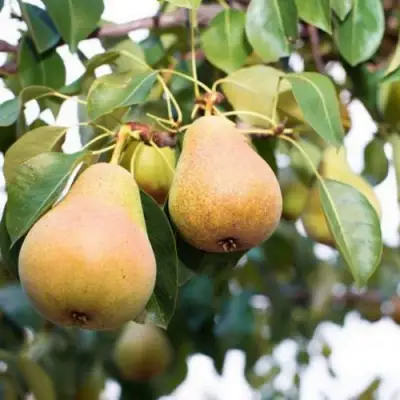 Груша ВЫСТАВОЧНАЯ в Волковыске