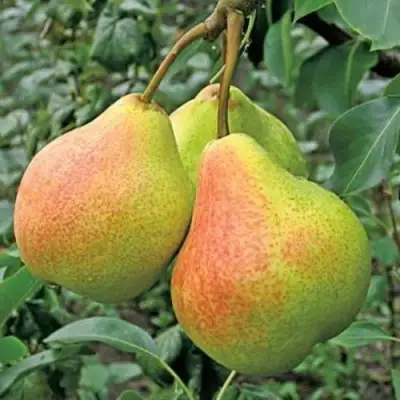 Груша ПАМЯТЬ ЯКОВЛЕВА в Волковыске