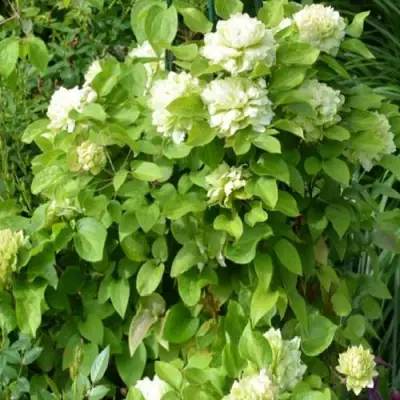 Клематис КОХАНА в Волковыске