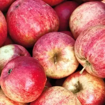 Яблоня ШТРИФЕЛЬ в Волковыске