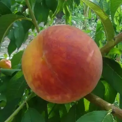 Персик ВАЙН ГОЛД Т3 в Волковыске