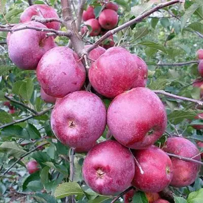 Яблоня ФЛОРИНА в Волковыске