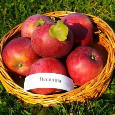 Яблоня ВЕСЯЛИНА в Волковыске