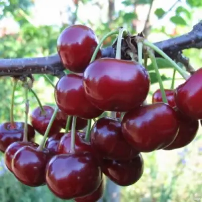 Вишня НОРД СТАР в Волковыске