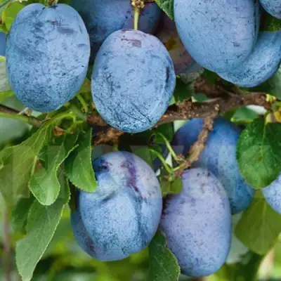 Слива ОДА в Волковыске