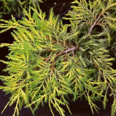 Можжевельник КИНГ ОФ СПРИНГ средний в Волковыске