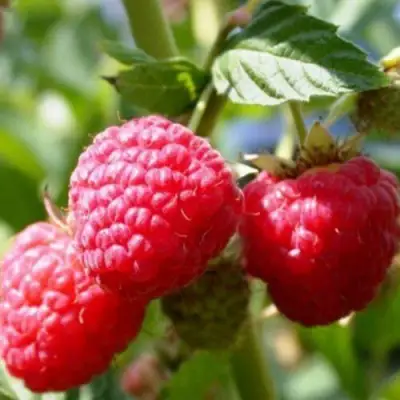 Малина ремонтантная Брусиловская