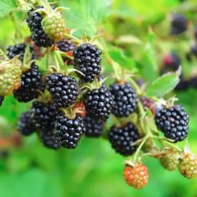 Ежевика АПАЧИ бесшипная  в Волковыске