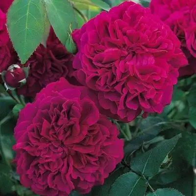 Роза ВИЛЬЯМ ШЕКСПИР английская в Волковыске