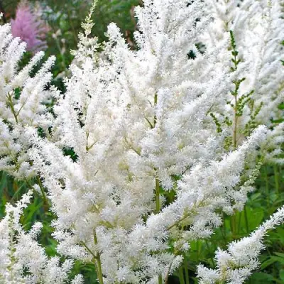 Астильба ДИАМАНТ Арендса в Волковыске