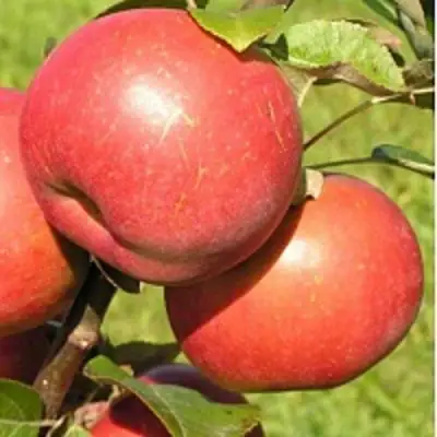 Яблоня РЕДКРАФТ в Волковыске