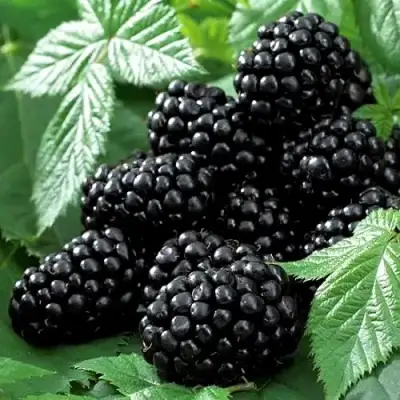 Ежевика БЛЭК БЬЮТИ в Волковыске