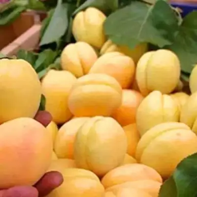 Абрикос АНАНАСНЫЙ в Волковыске