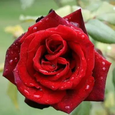 Роза ТАБУ чайно-гибридная в Волковыске