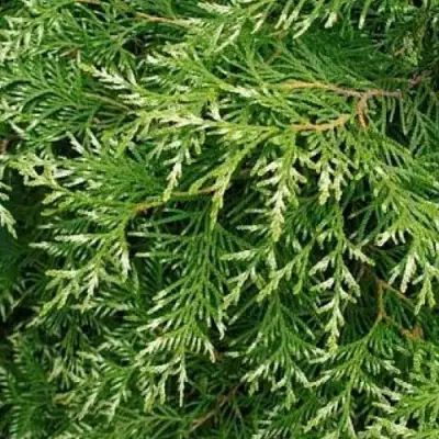 Туя СМАРАГД ВАРИЕГАТА западная в Волковыске