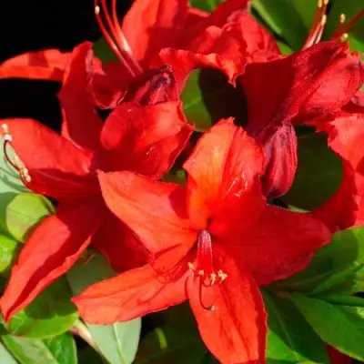 Азалия НАБУКО листопадная в Волковыске