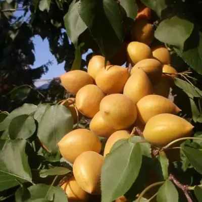 Абрикос Манитоба