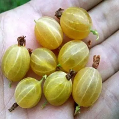 Крыжовник ЯРОВОЙ в Волковыске