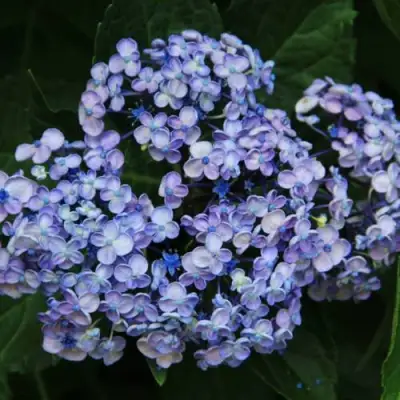 Гортензия АИША крупнолистная  в Волковыске