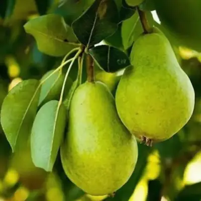 Груша СЕВЕРЯНКА колонновидная в Волковыске