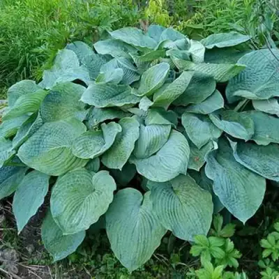 Хоста ЭЛЕГАНС Зибольда в Волковыске