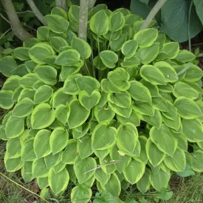 Хоста ГОЛДЕН ТИАРА в Волковыске