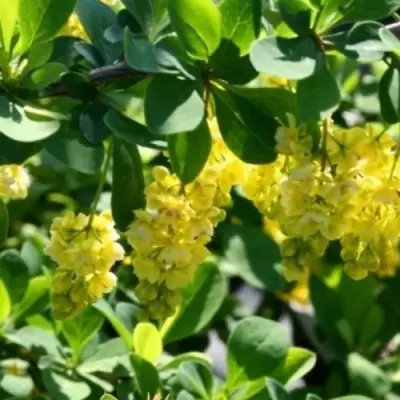 Барбарис ИНДИАН САММЕР  в Волковыске