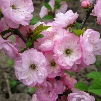 Миндаль ТРЁХЛОПАСТНЫЙ (луизеания) в Волковыске