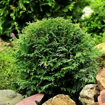 Туя ДАНИКА западная в Волковыске