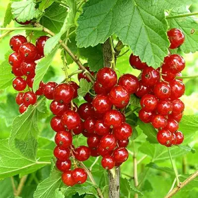 Смородина красная ФЕРТОДИ в Волковыске