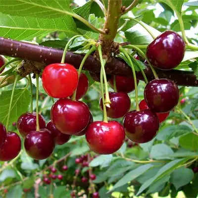 Вишня БРУСНИЦЫНА степная в Волковыске