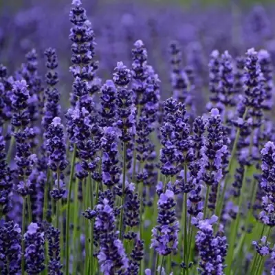 Лаванда МАНСТЕД узколистная в Волковыске
