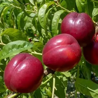 Нектарин БИГ-ТОП в Волковыске