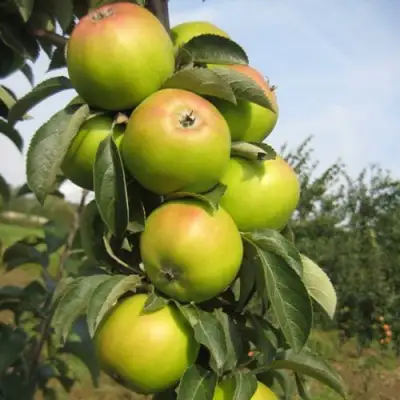 Яблоня ЛУКОМОР колонновидная в Волковыске