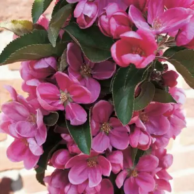 Яблоня ЗЕЛЁНЫЙ БУКЕТ декоративная в Волковыске