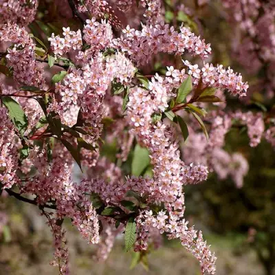 Черемуха НЕЖНОСТЬ в Волковыске