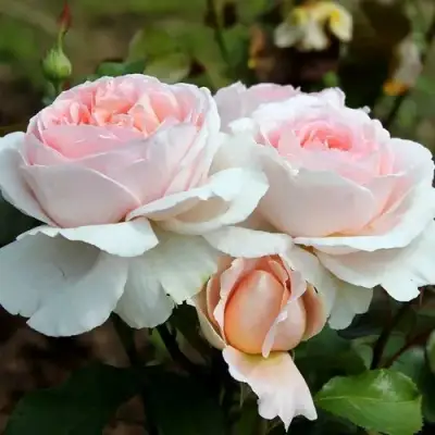 Роза АНДРЕ ЛЕ НОТР чайно-гибридная в Волковыске