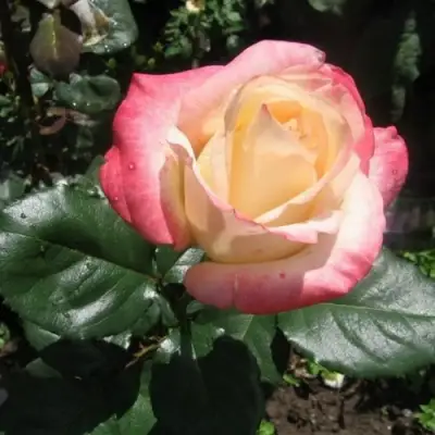 Роза БЕЛА ПЕРЛА чайно-гибридная в Волковыске