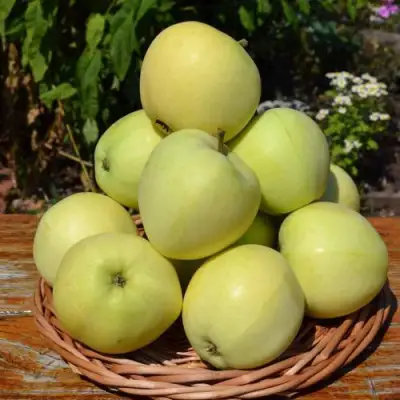 Яблоня ПАПИРОВКА в Волковыске