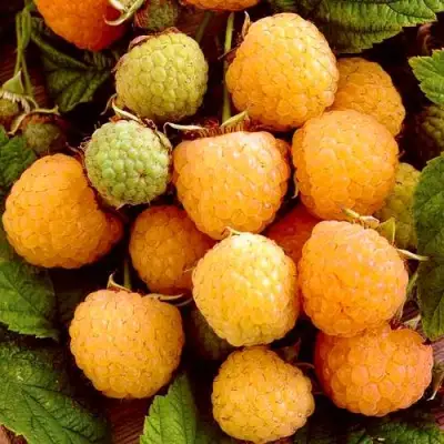 Малина ЗОЛОТЫЕ КУПОЛА в Волковыске